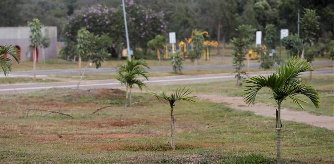 Parque da Cidade: Cuidado garante crescimento saudável de mudas nativas que substituíram pinheiros