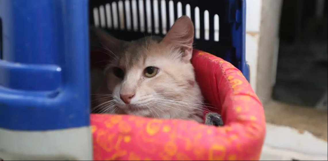 Temperaturas baixas no DF: Tutores devem reforçar cuidados com a saúde dos animais