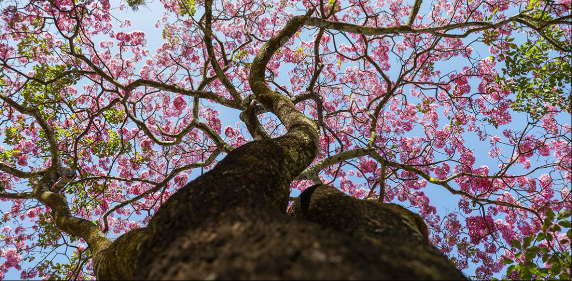Primeiro a florescer no DF, ipê-roxo abre temporada de cores e encanta a população