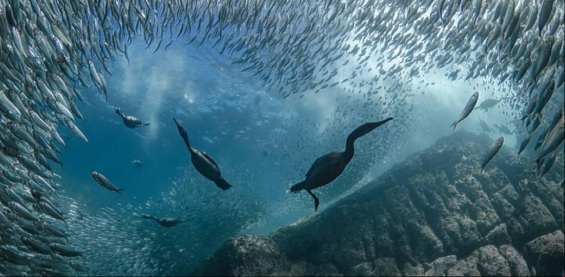 Conferência dos Oceanos da ONU termina, na França, com série de compromissos