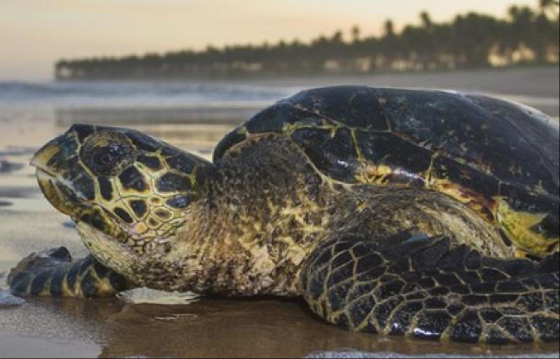 O Brasil turístico é o que conserva e cuida da nossa biodiversidade