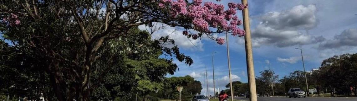 Começa a temporada dos ipês-roxos no Distrito Federal