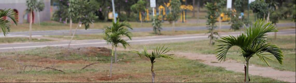 Parque da Cidade: Cuidado garante crescimento saudável de mudas nativas que substituíram pinheiros