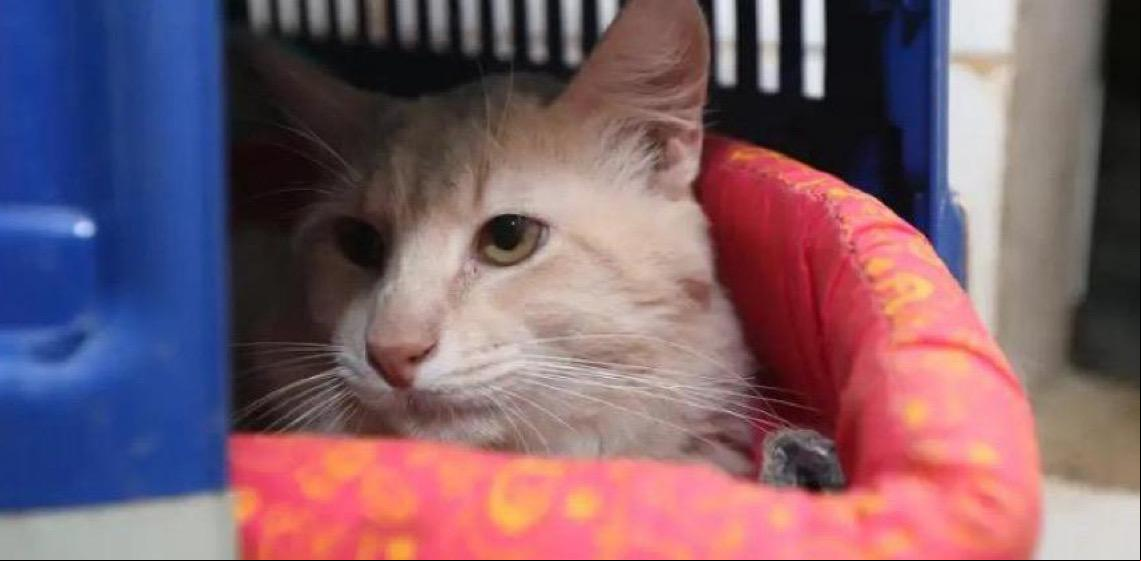 Temperaturas baixas no DF: Tutores devem reforçar cuidados com a saúde dos animais
