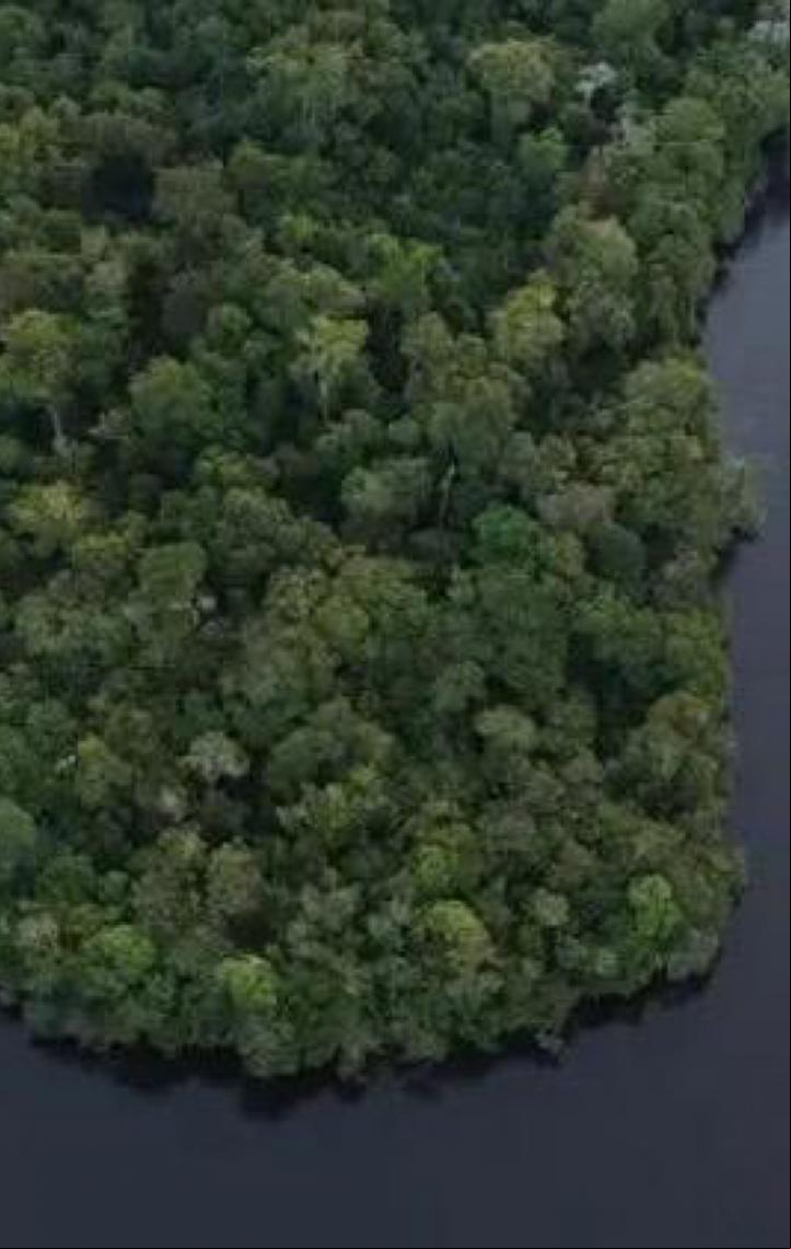 Florestas públicas não destinadas são ameaçadas por crimes ambientais