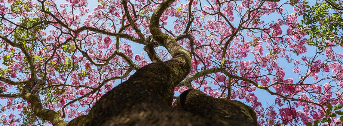 Primeiro a florescer no DF, ipê-roxo abre temporada de cores e encanta a população